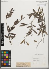 Foto von Salix purpurea L.
